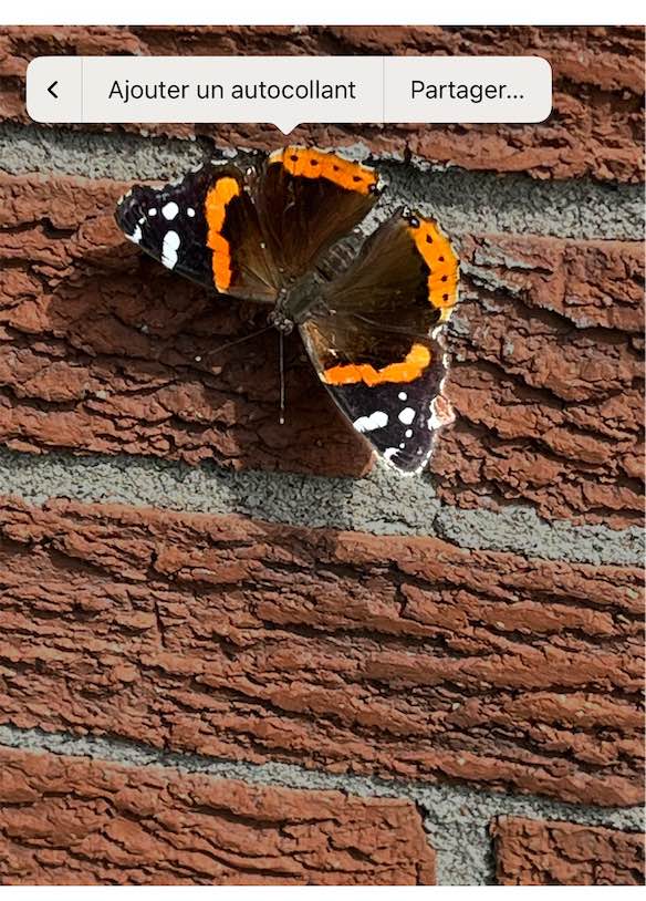 Image montrant un papillon sur un mur de brique