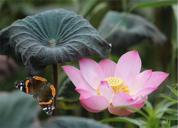 Image de l'autocollant du papillon ajoutée à une photo montrant des fleurs.